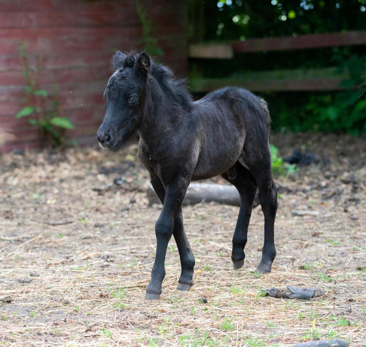Shetlænder Thorshøj's kalk - Foto af Mette, Stutteri Thorshøj. billede 31