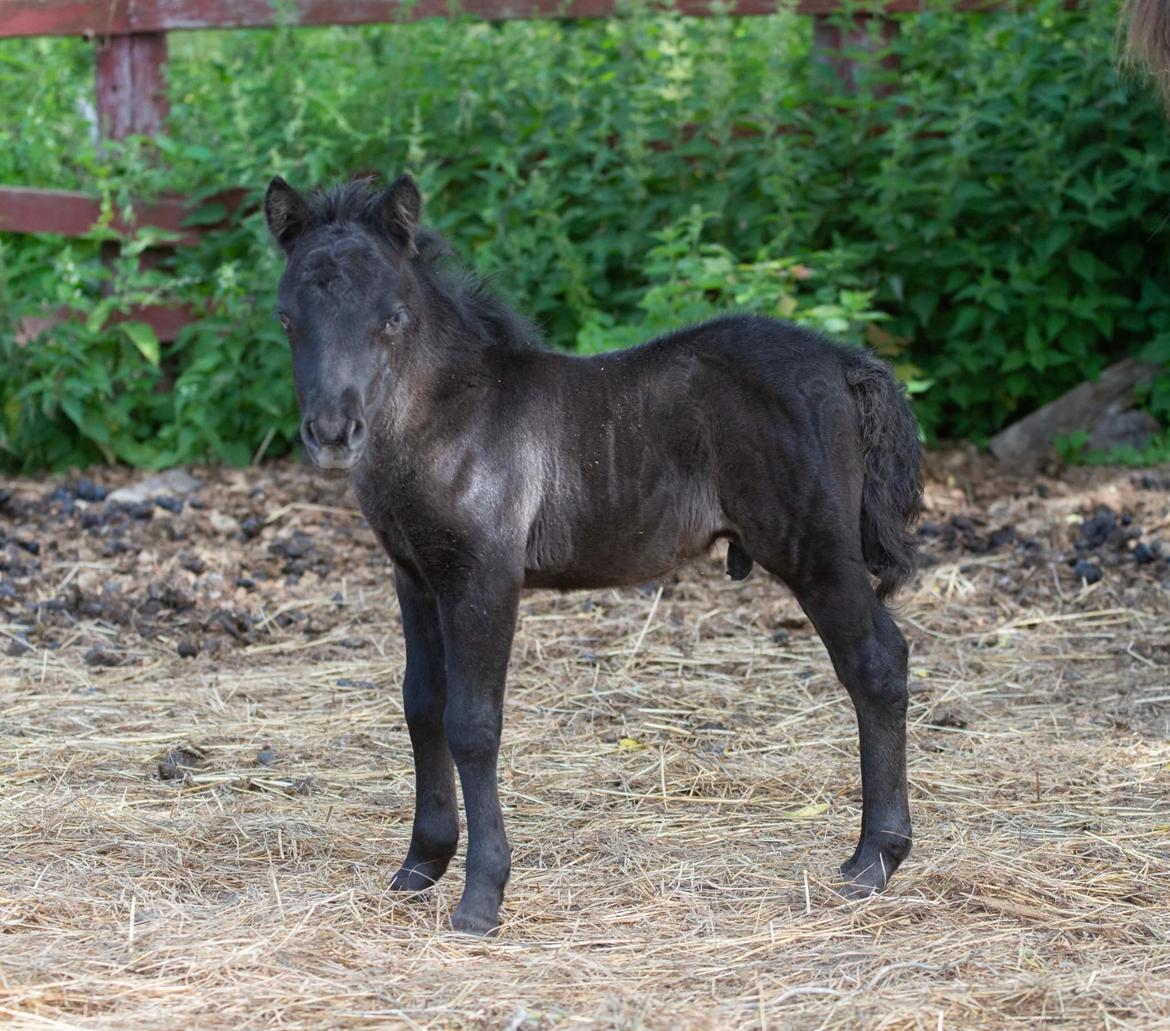 Shetlænder Thorshøj's kalk - Baby Kalk <3. Foto af Mette, Stutteri Thorshøj. billede 29