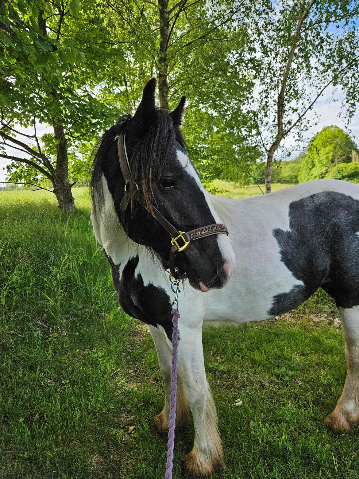 Irish Cob Stald Dalby's Miley Montana billede 27