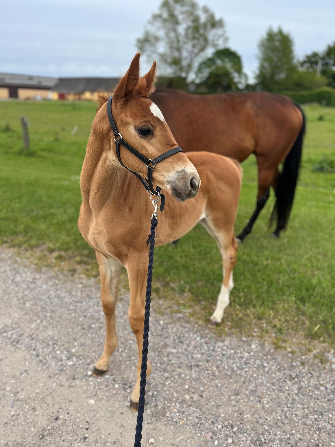 Dansk Varmblod Maserati billede 10