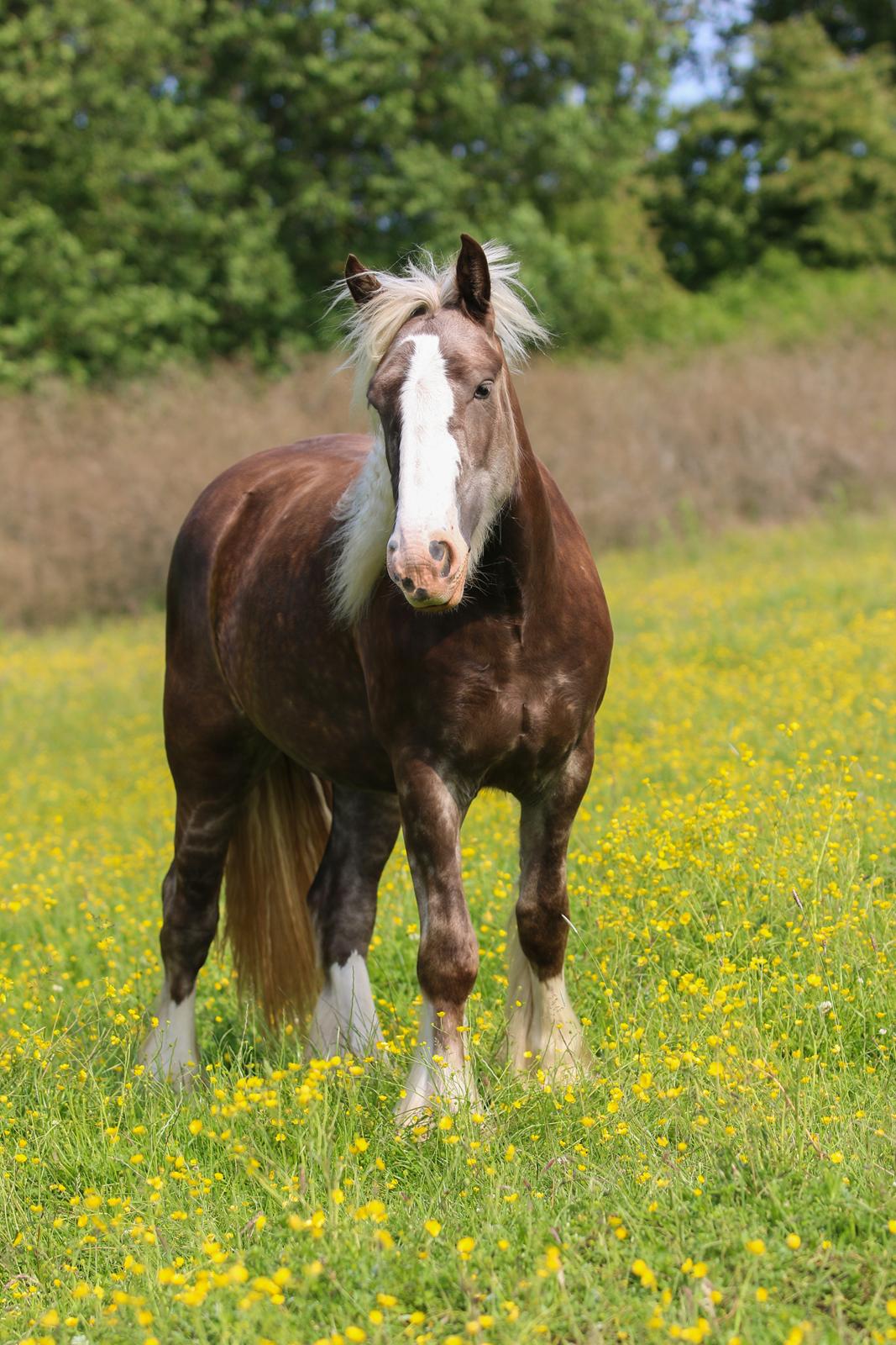 Tinker Lindbergs Special Dream billede 27
