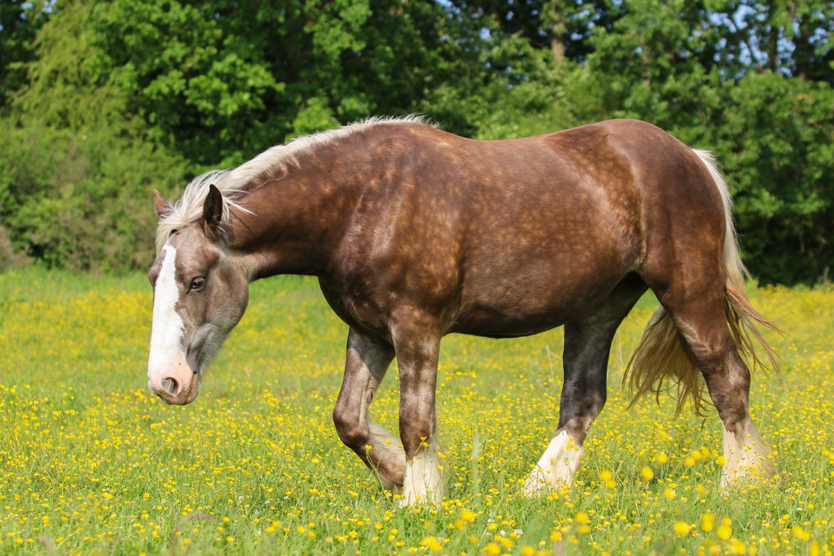 Tinker Lindbergs Special Dream billede 28