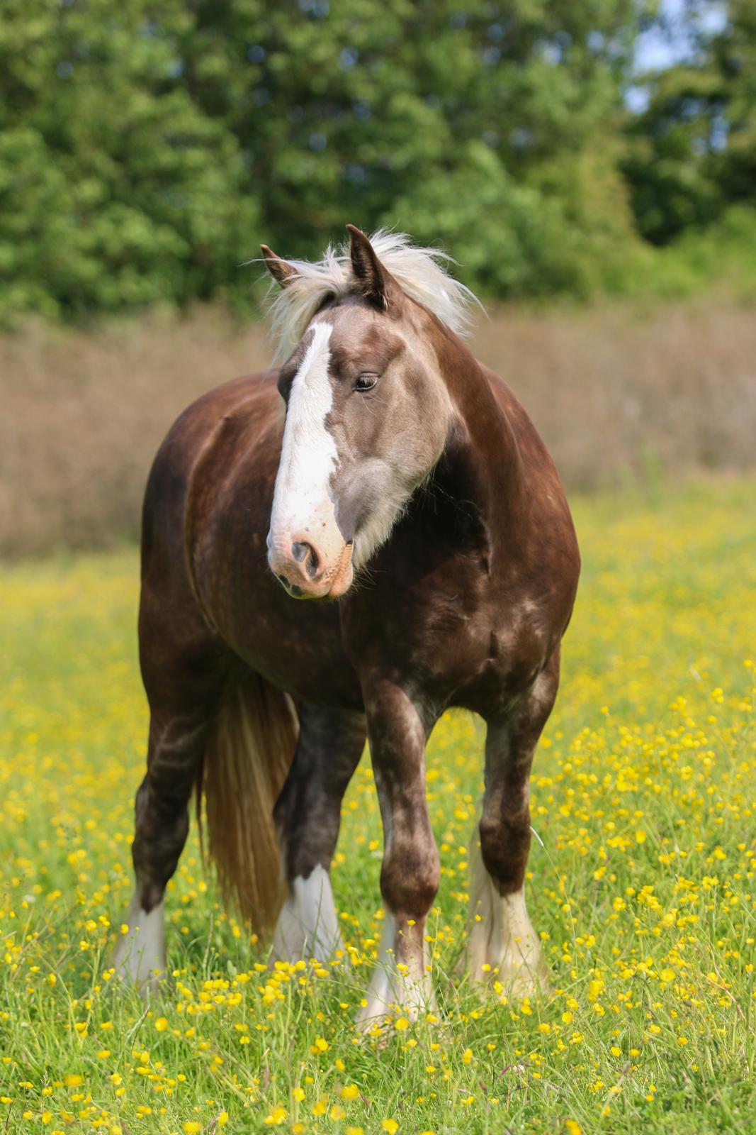 Tinker Lindbergs Special Dream billede 29