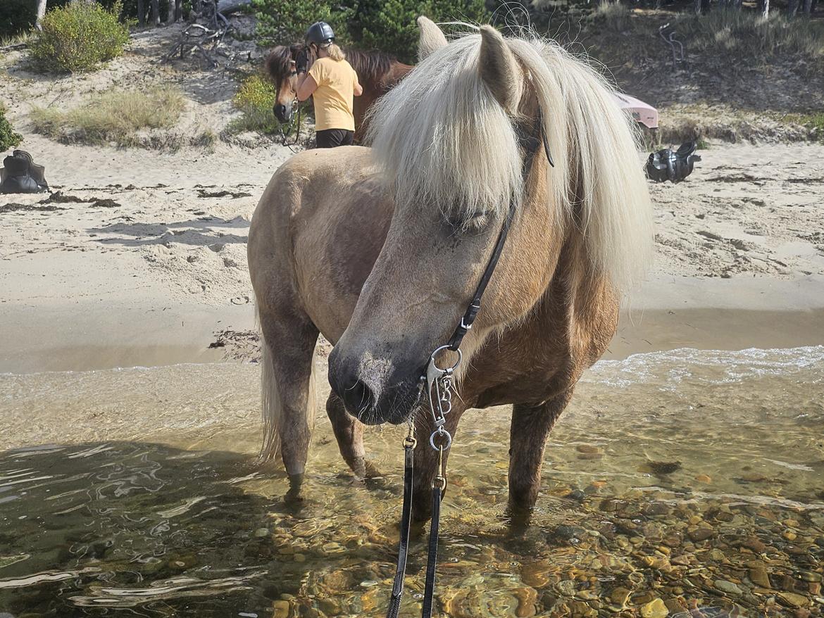 Islænder Taktur fra Sofienborg billede 4