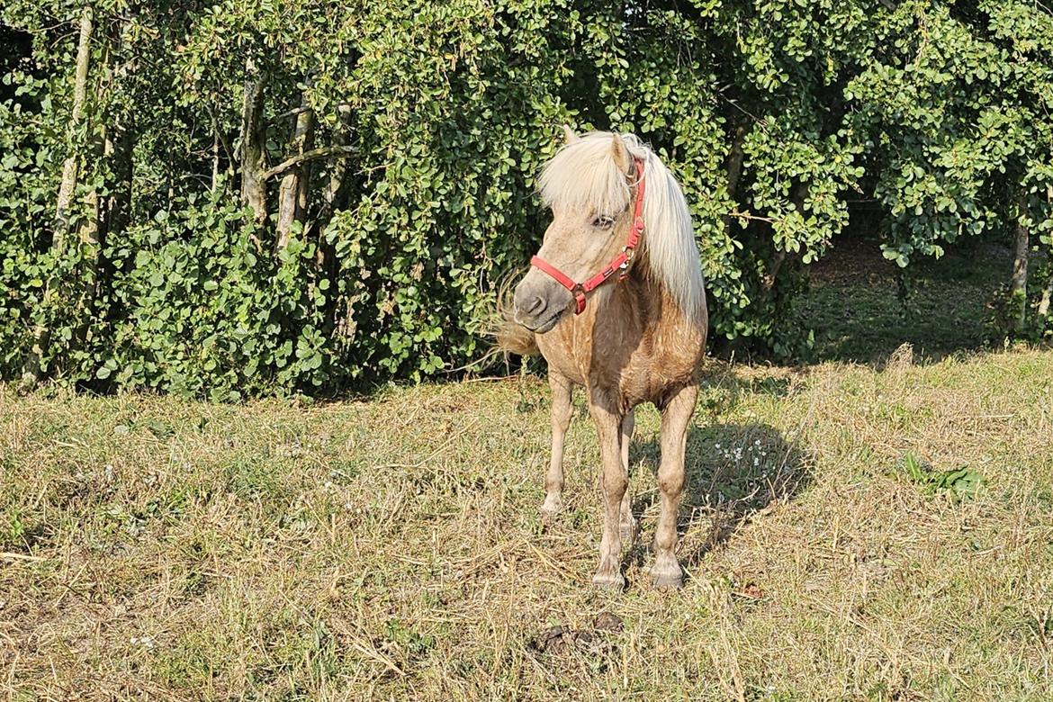 Islænder Taktur fra Sofienborg billede 3