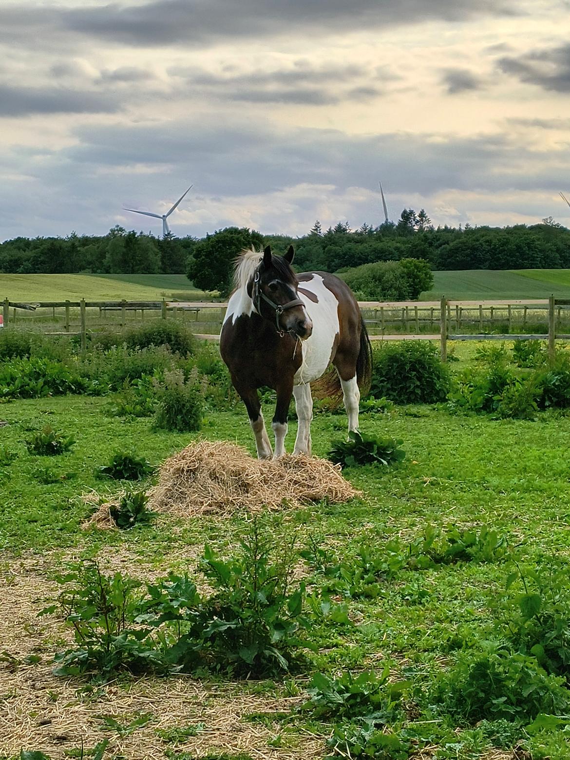 Pinto Millot billede 1