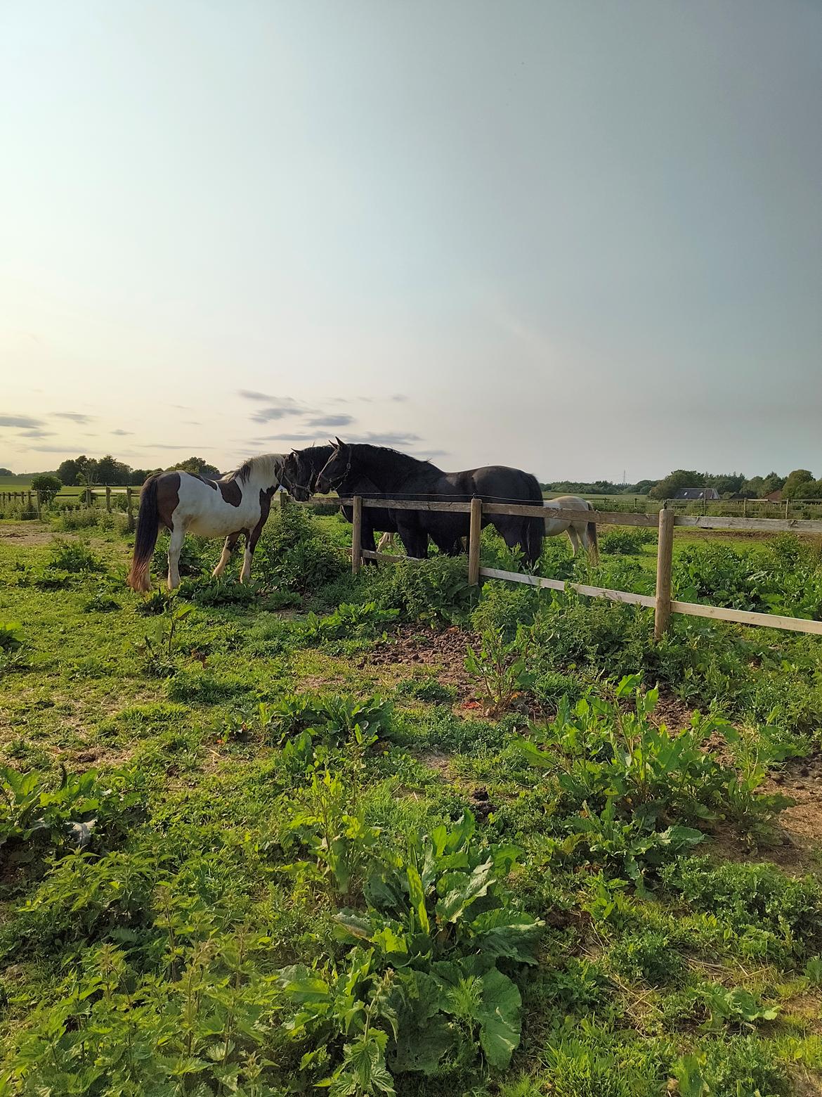 Pinto Millot billede 2