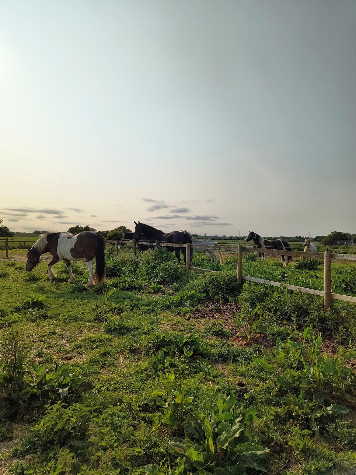 Pinto Millot billede 3