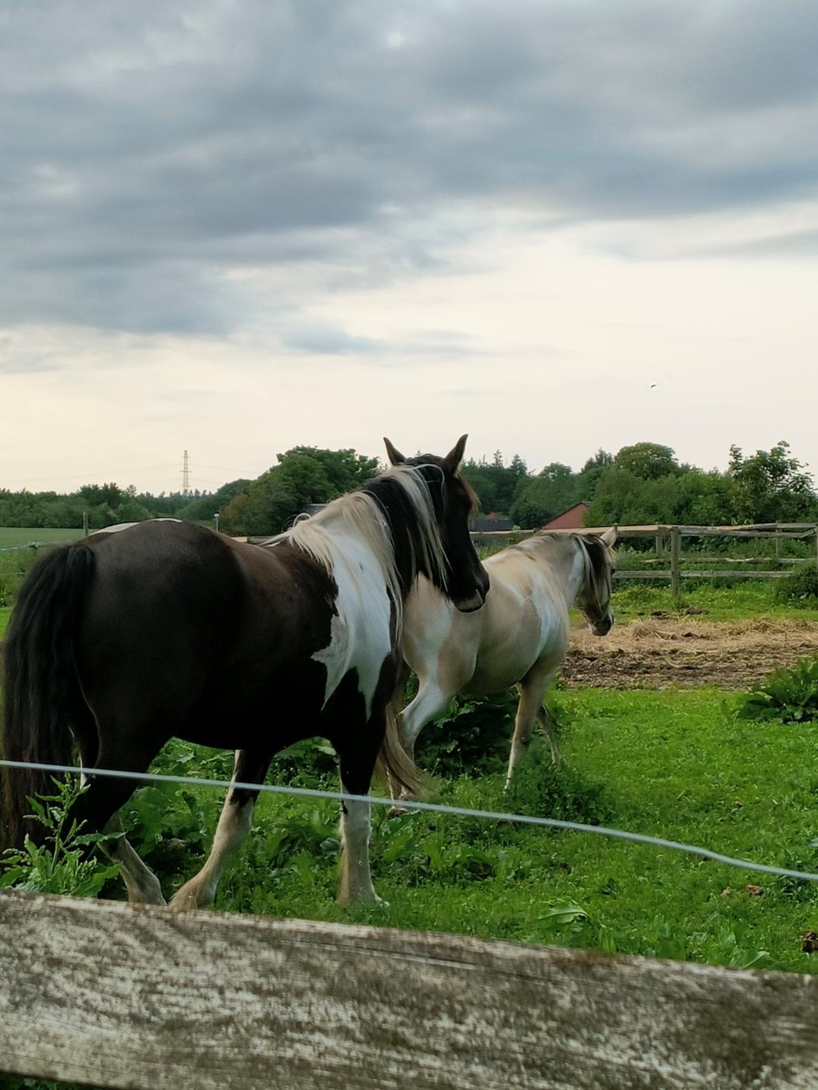 Irish Cob Crossbreed Ask billede 13