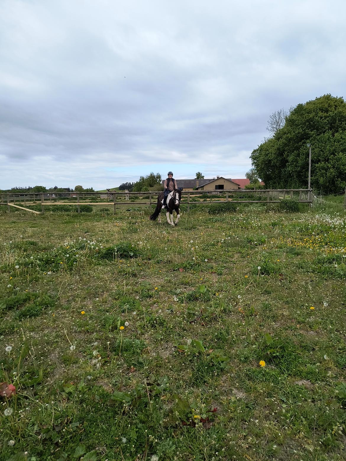 Irish Cob Crossbreed Ask billede 14