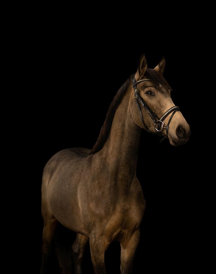 Anden særlig race Højlund's Cassandra (Cassie) billede 1