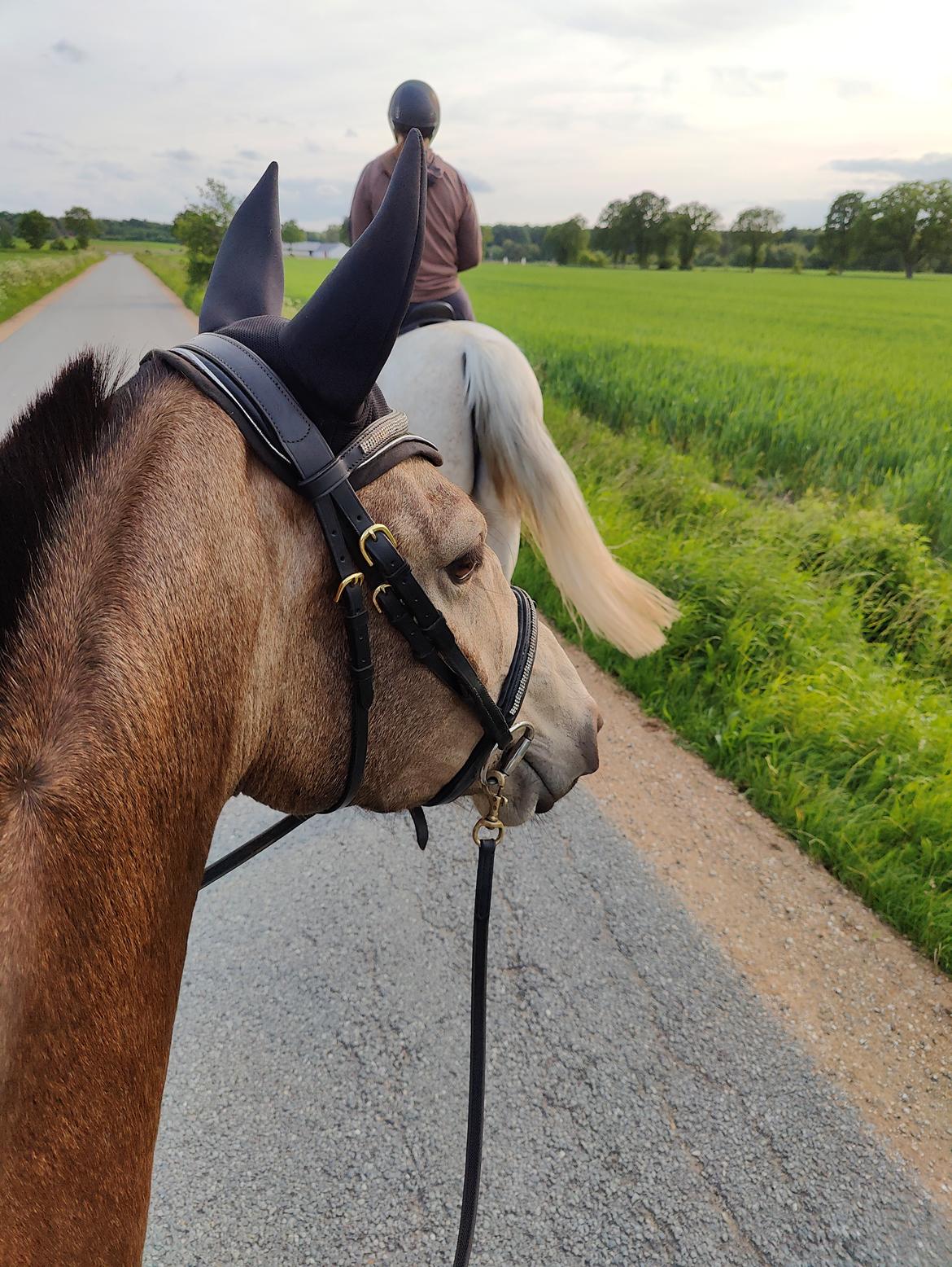 Anden særlig race Højlund's Cassandra (Cassie) - første tur på asfalten, klaret til ug 💪 billede 4