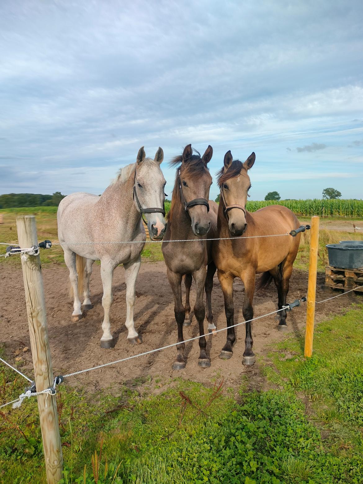 Anden særlig race Højlund's Cassandra (Cassie) billede 5