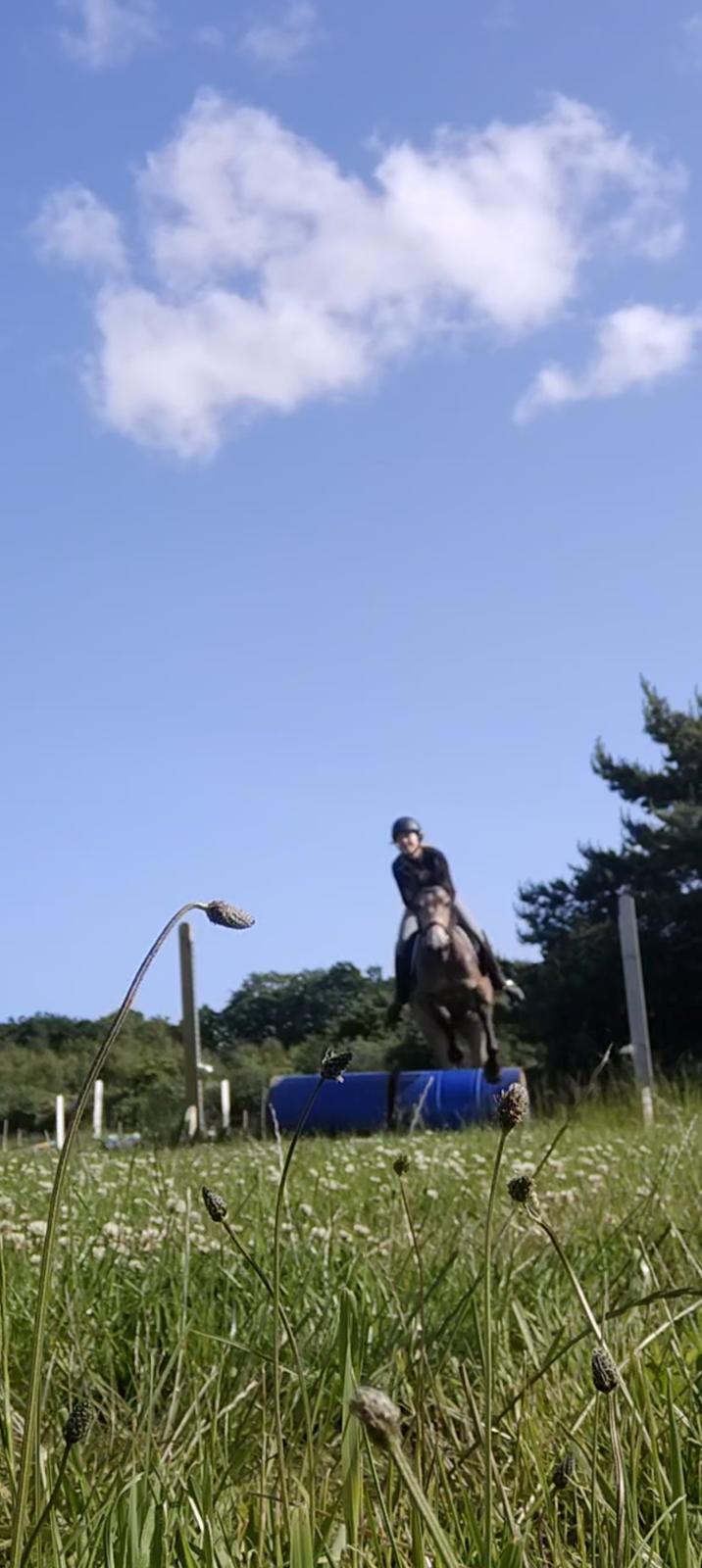 Anden særlig race Højlund's Cassandra (Cassie) billede 6