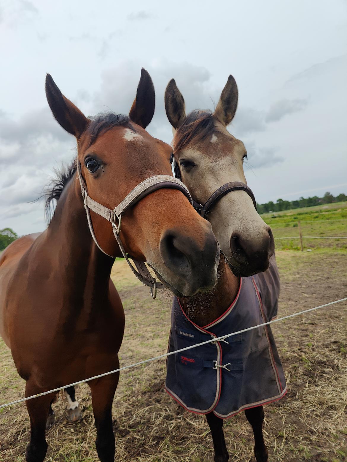 Anden særlig race Højlund's Cassandra (Cassie) billede 7