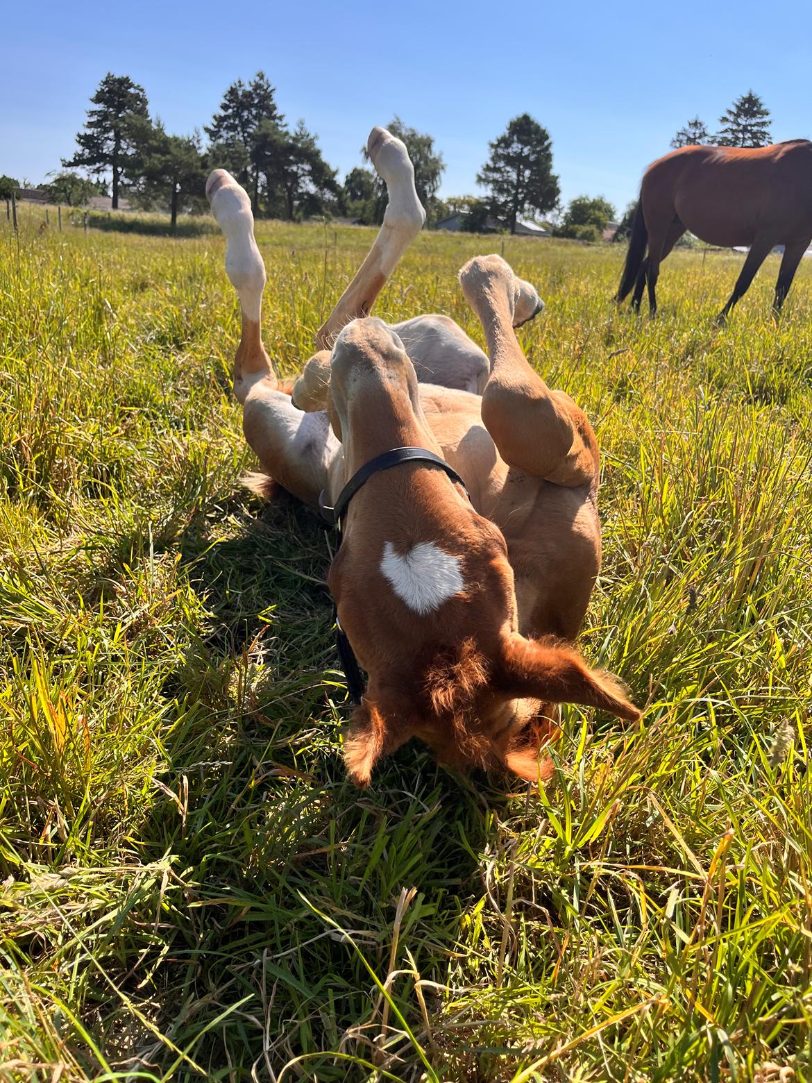 Dansk Varmblod Maserati billede 11