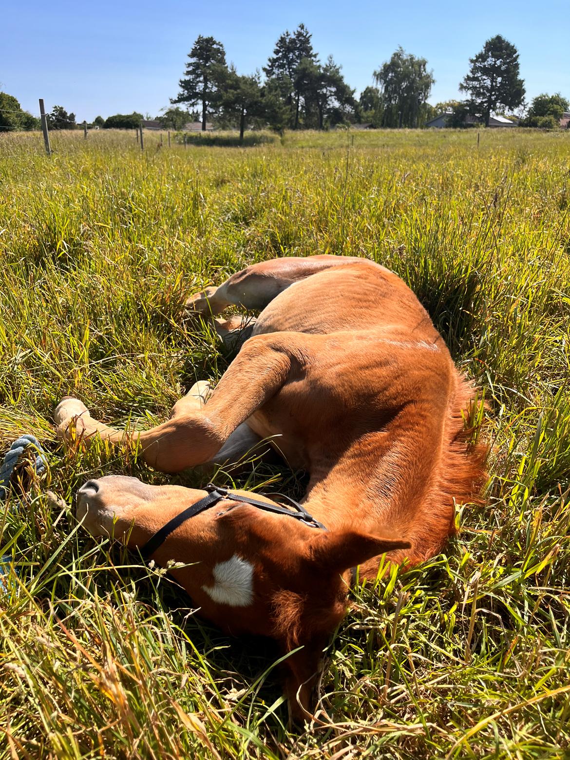 Dansk Varmblod Maserati billede 14