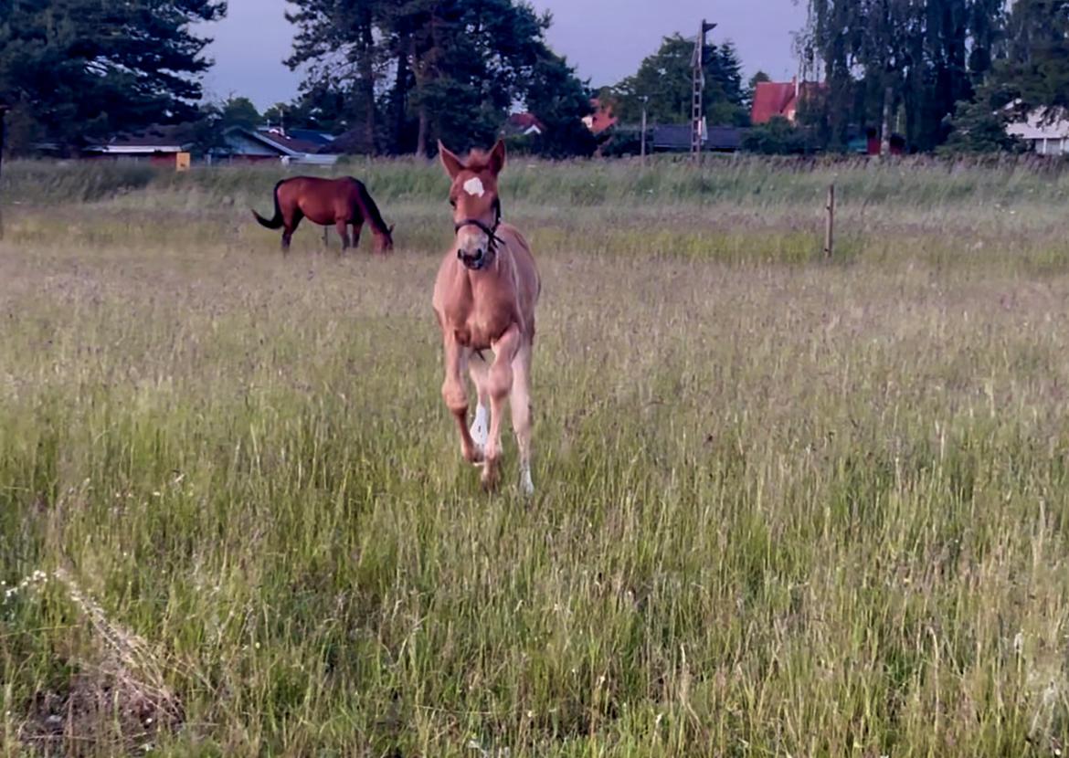 Dansk Varmblod Maserati billede 18