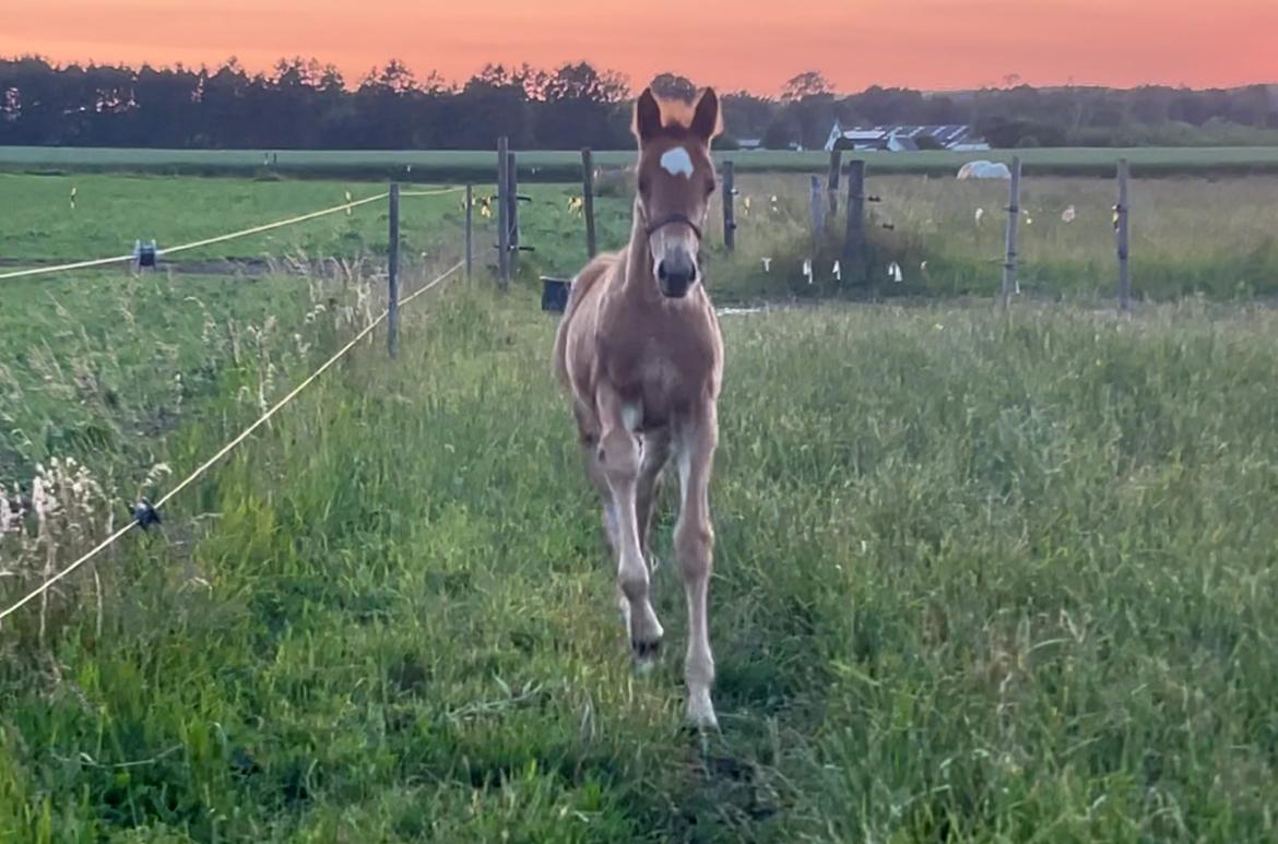Dansk Varmblod Maserati billede 16