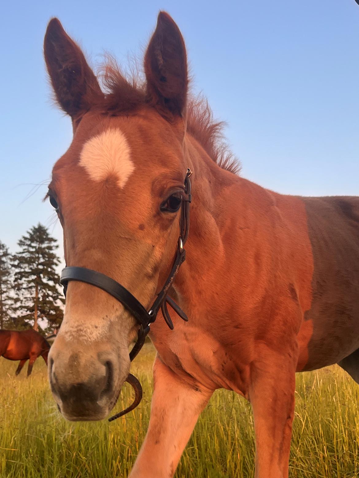 Dansk Varmblod Maserati billede 20