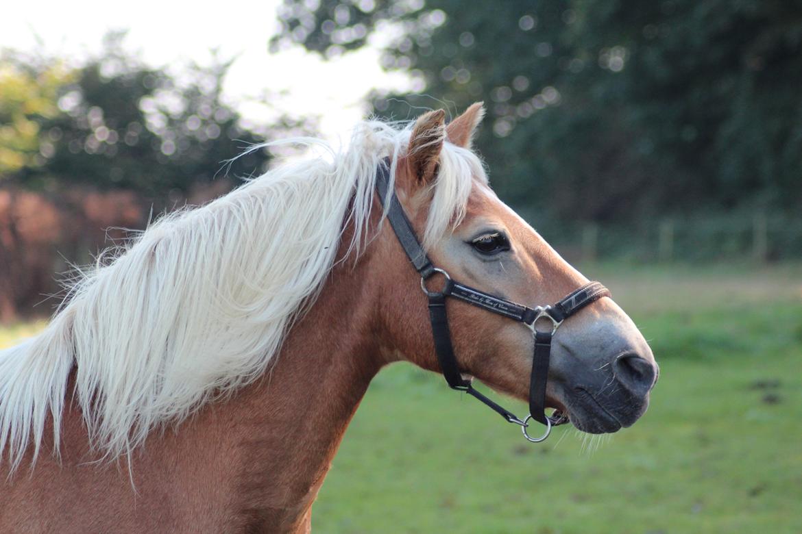 Haflinger Pepsi billede 10