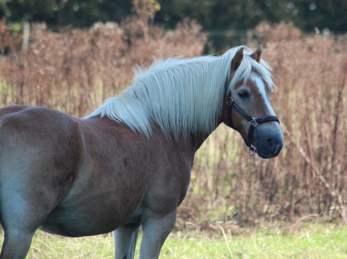 Haflinger Pepsi billede 12