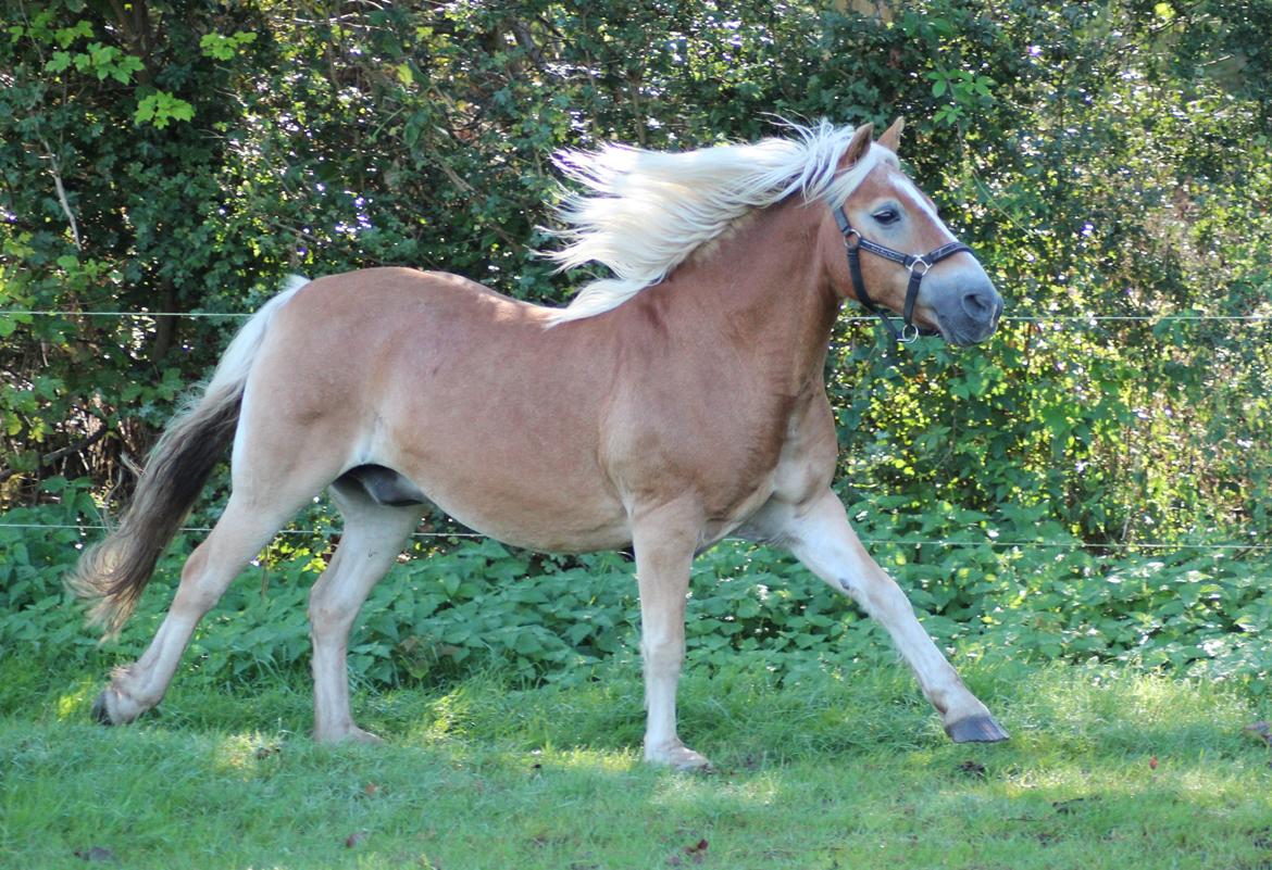 Haflinger Pepsi billede 13