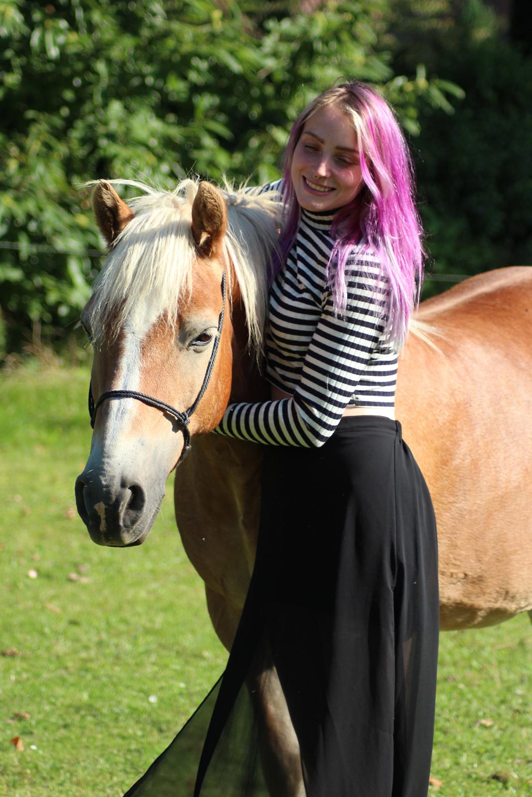 Haflinger Pepsi billede 14