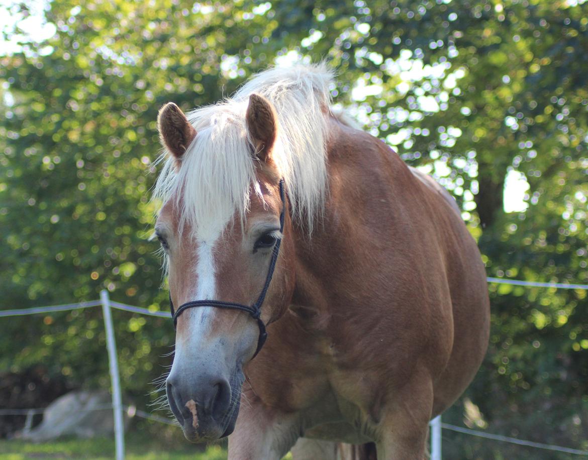Haflinger Pepsi billede 18