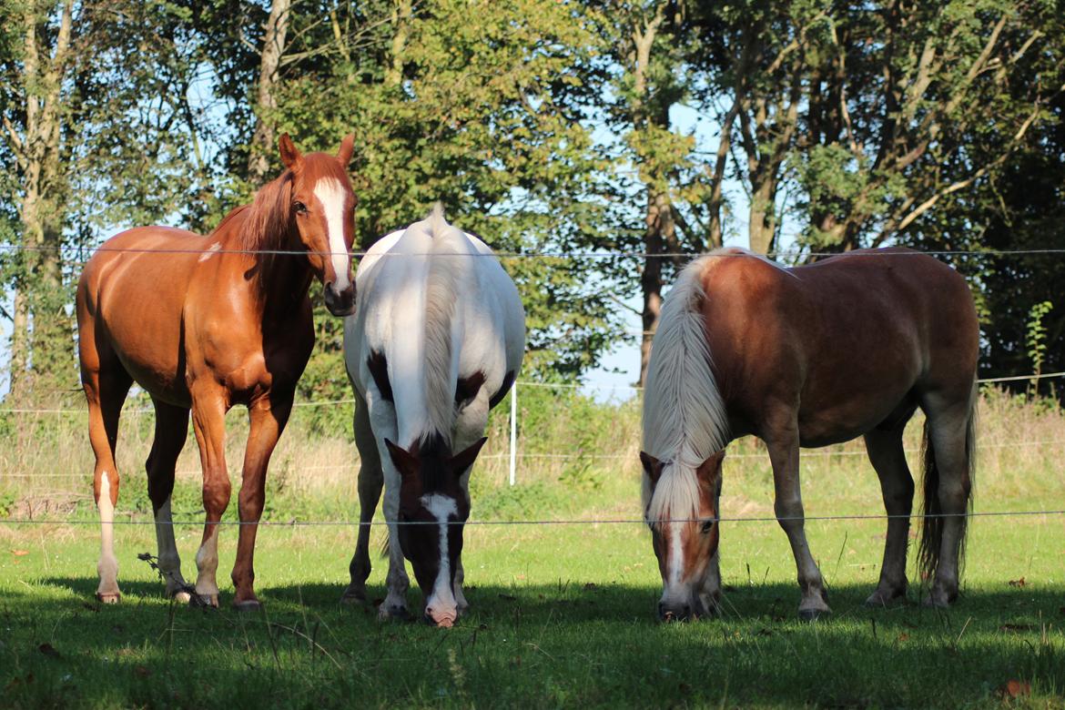Haflinger Pepsi - Mac, Luke og Pepsi billede 17