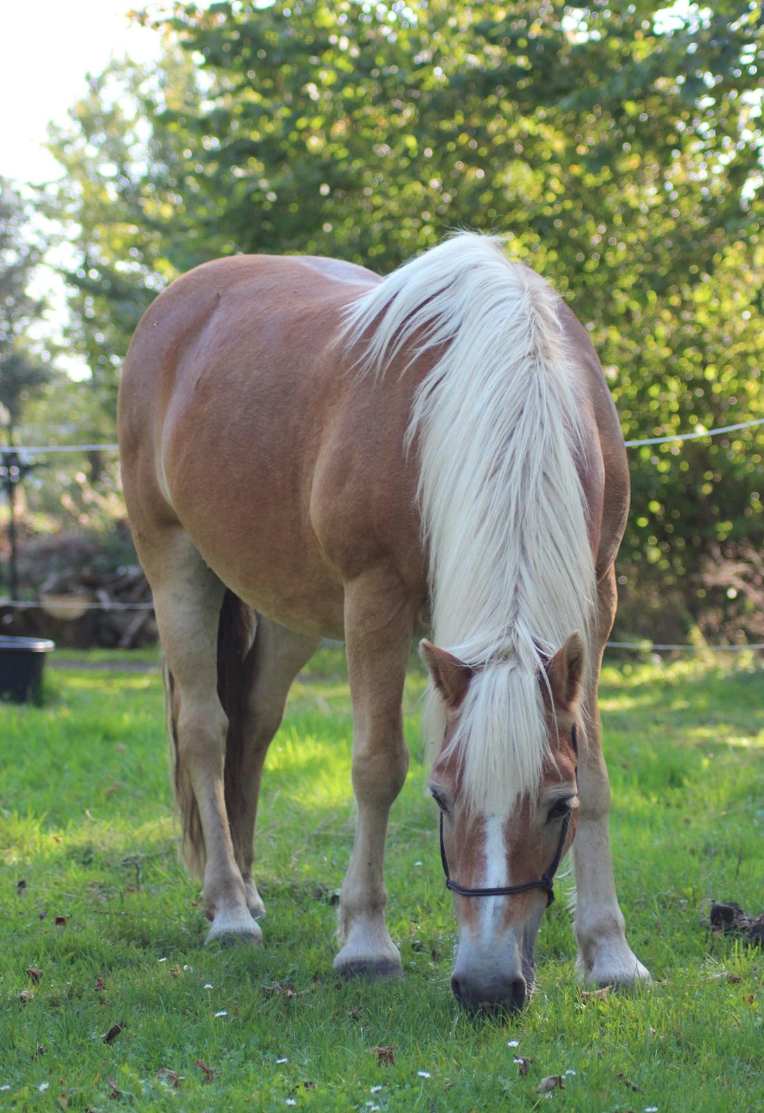 Haflinger Pepsi billede 16