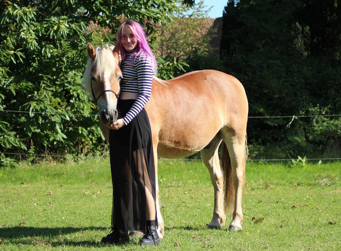 Haflinger Pepsi billede 15