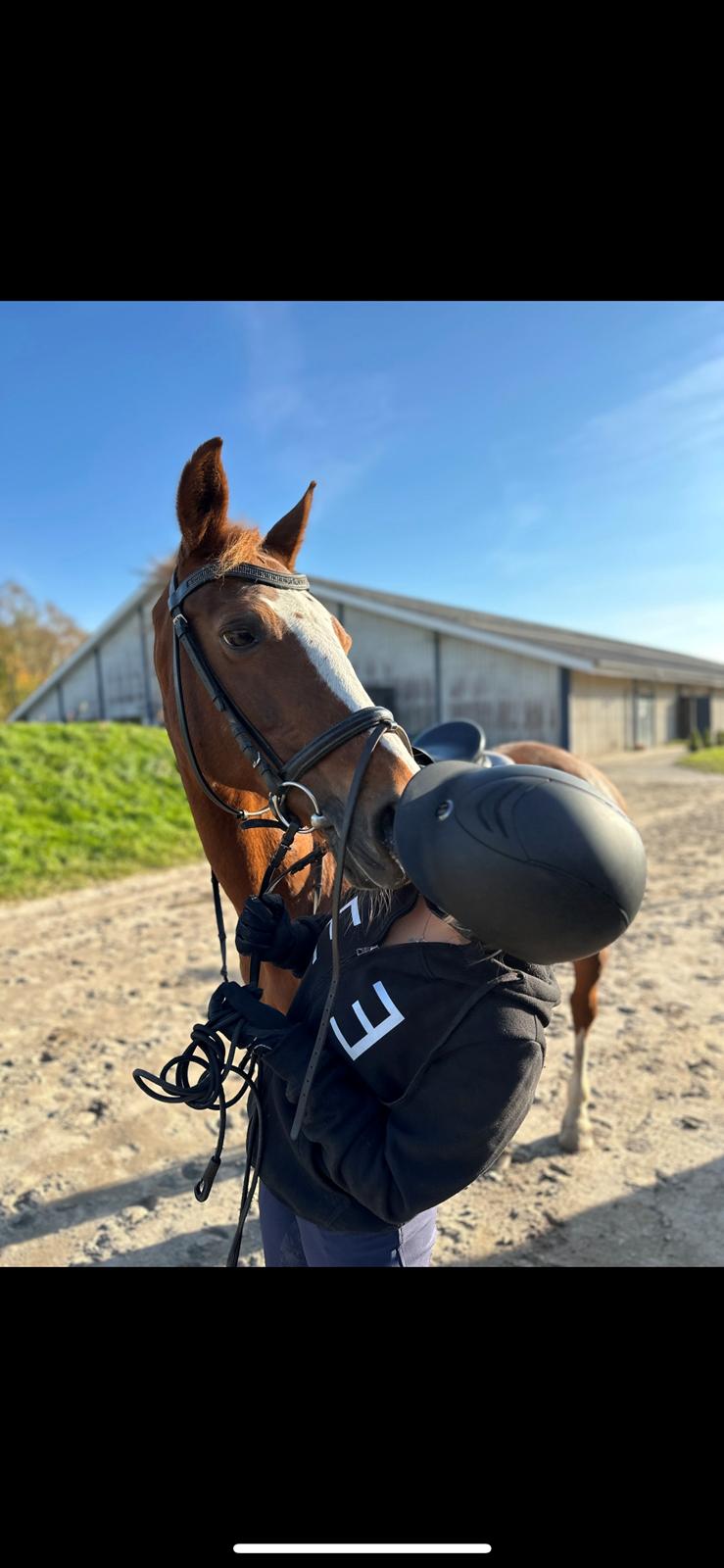 Anden særlig race Gabriella billede 1