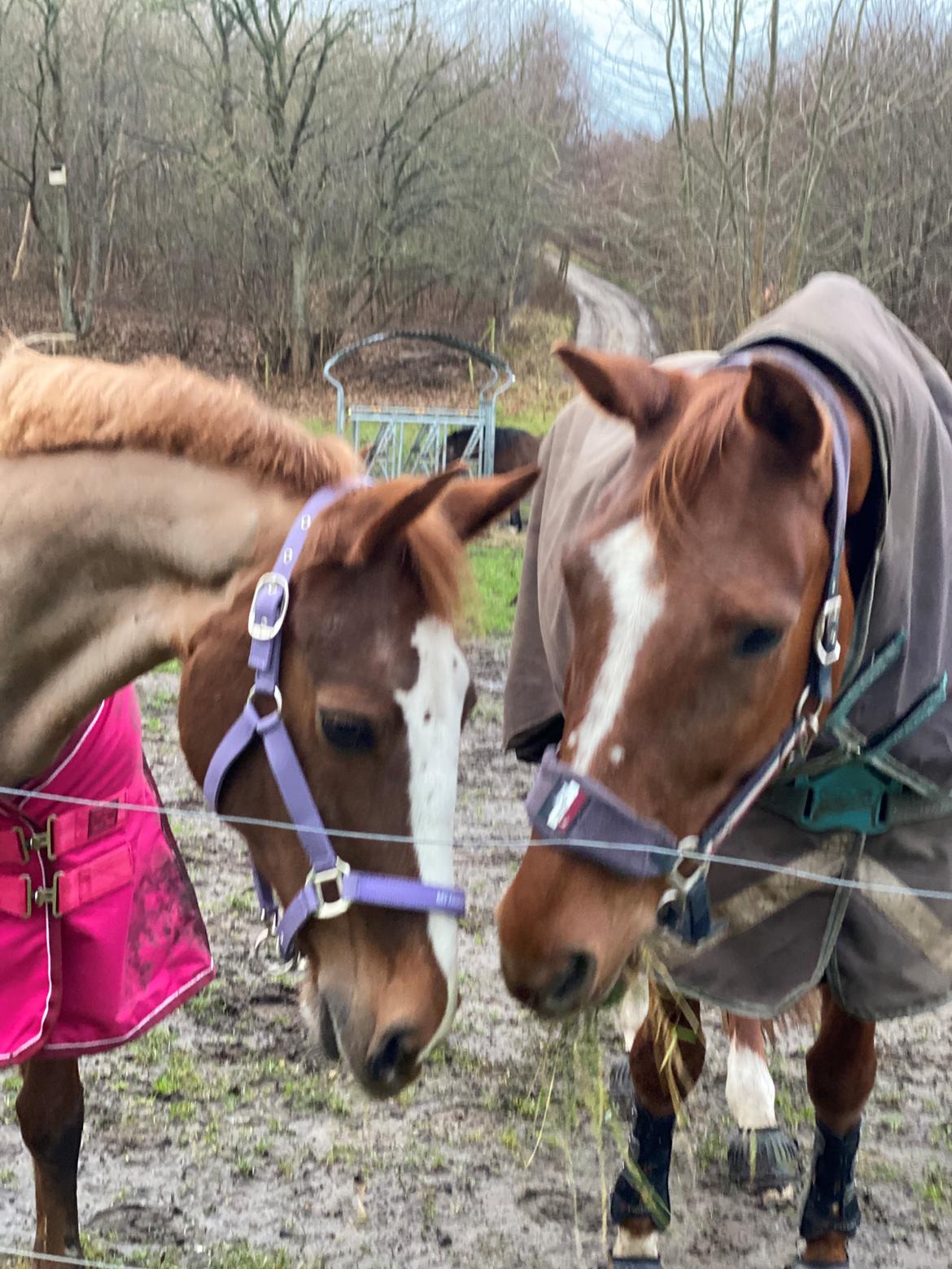 Anden særlig race Gabriella - Dagen Gabby kom hjem  billede 2