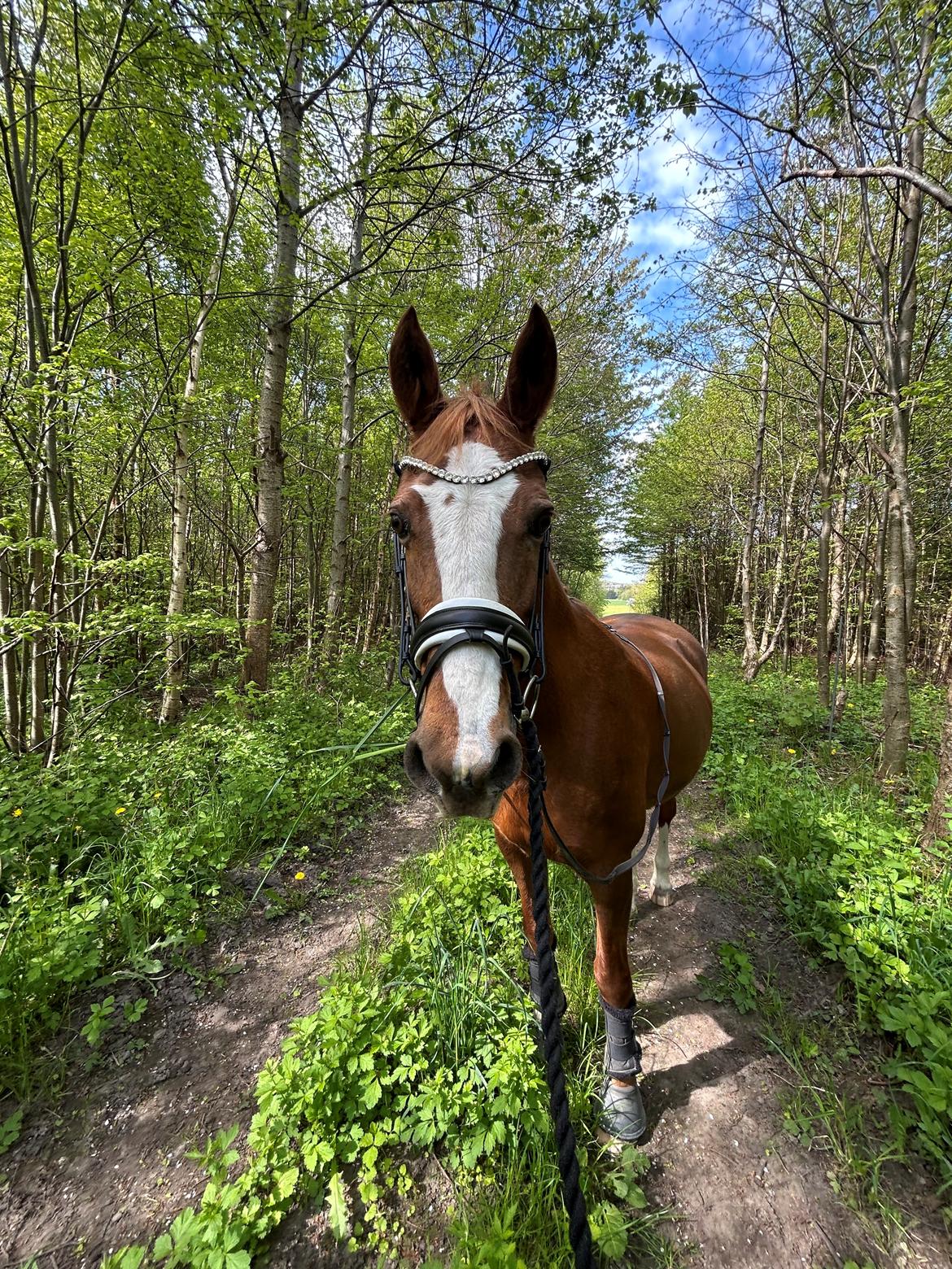 Anden særlig race Gabriella billede 6