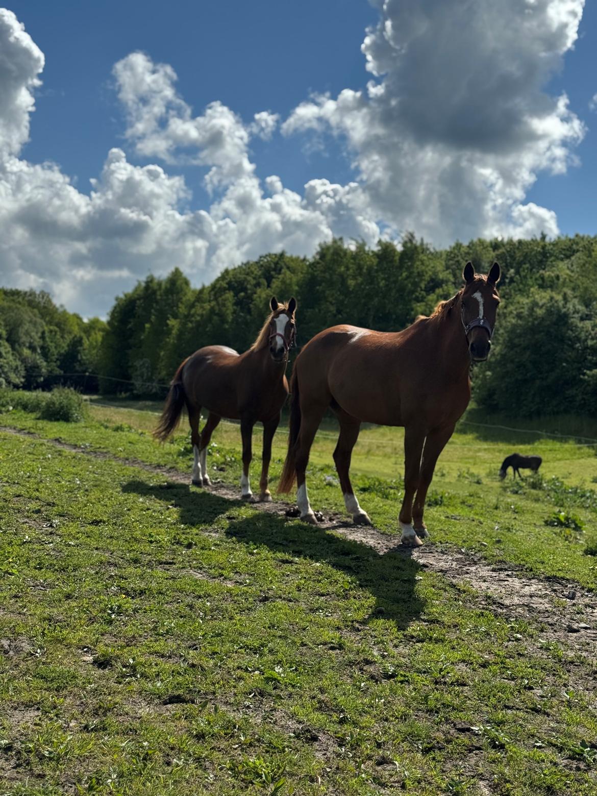 Anden særlig race Gabriella - Gabby og hendes bedste ven Nappe billede 7
