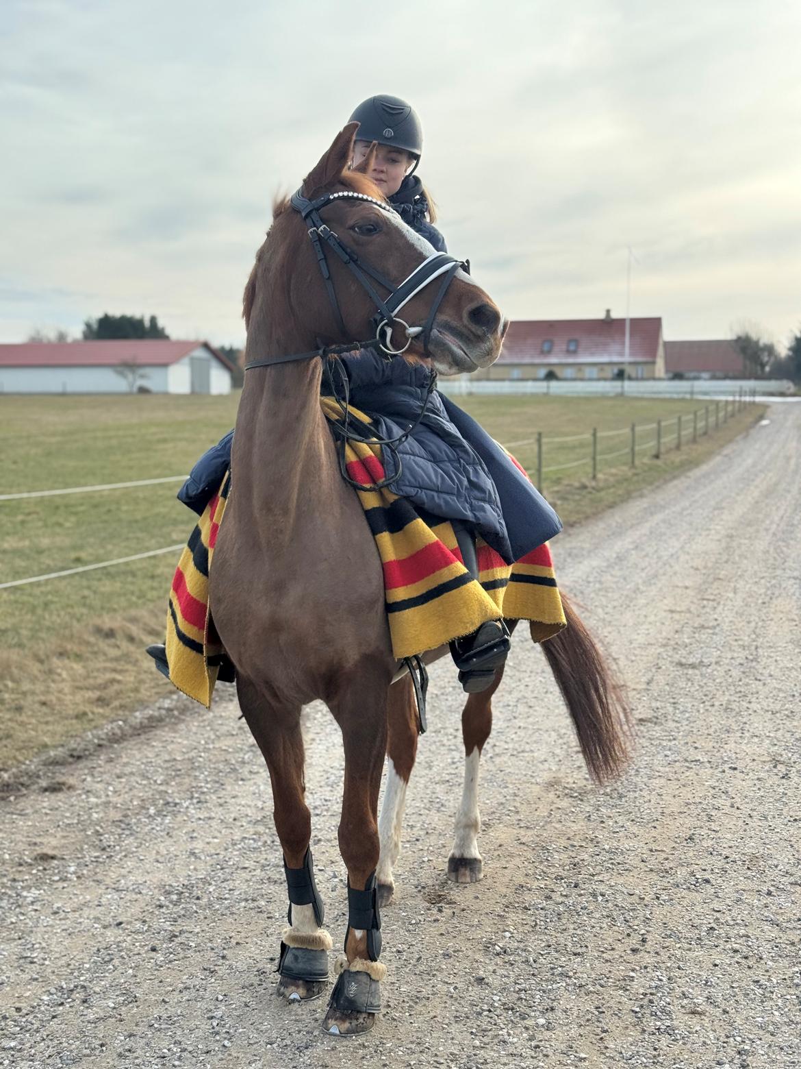 Anden særlig race Gabriella billede 8
