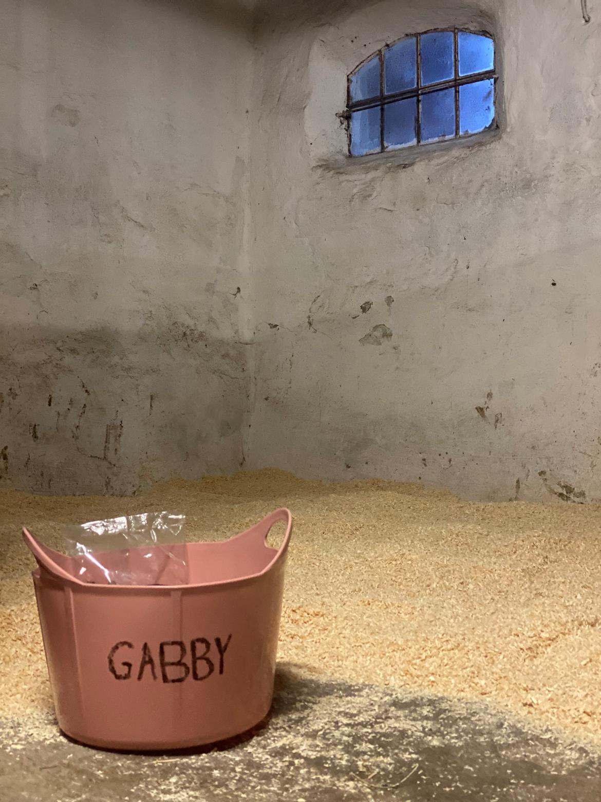 Anden særlig race Gabriella - Gabby boks da jeg blev overrasket  billede 10