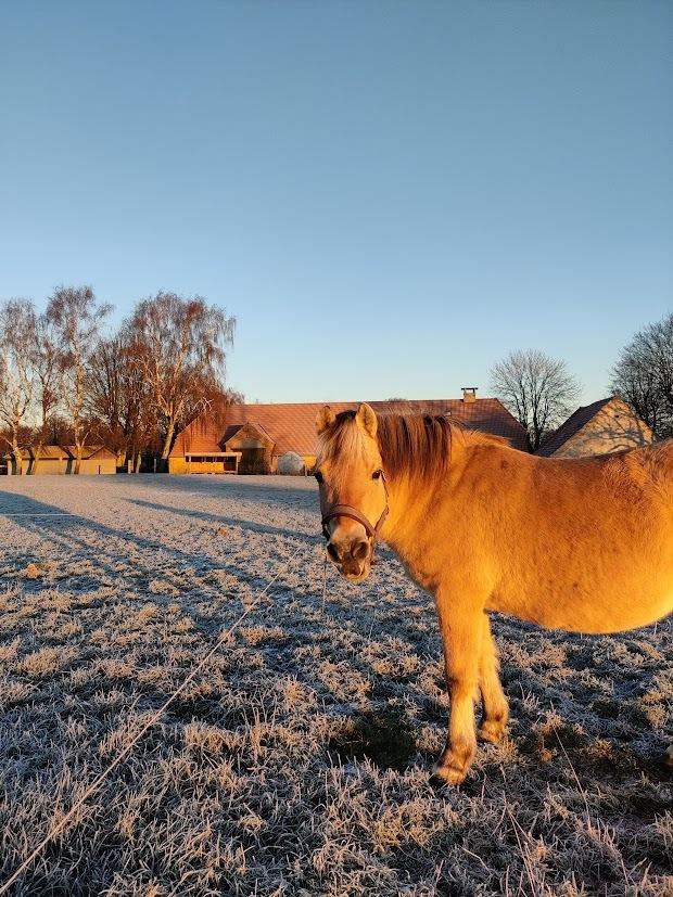 Fjordhest Lindelys Freja (Pony) - 2022 billede 24