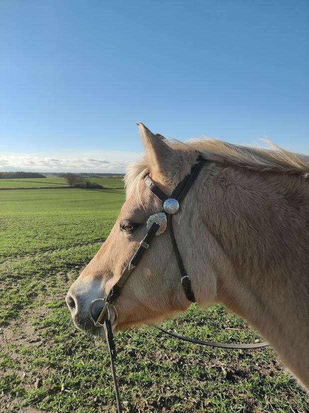 Fjordhest Lindelys Freja (Pony) - 2024 billede 25