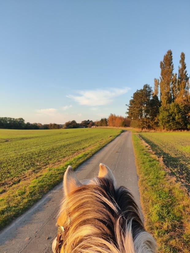Fjordhest Lindelys Freja (Pony) - 2024 billede 26