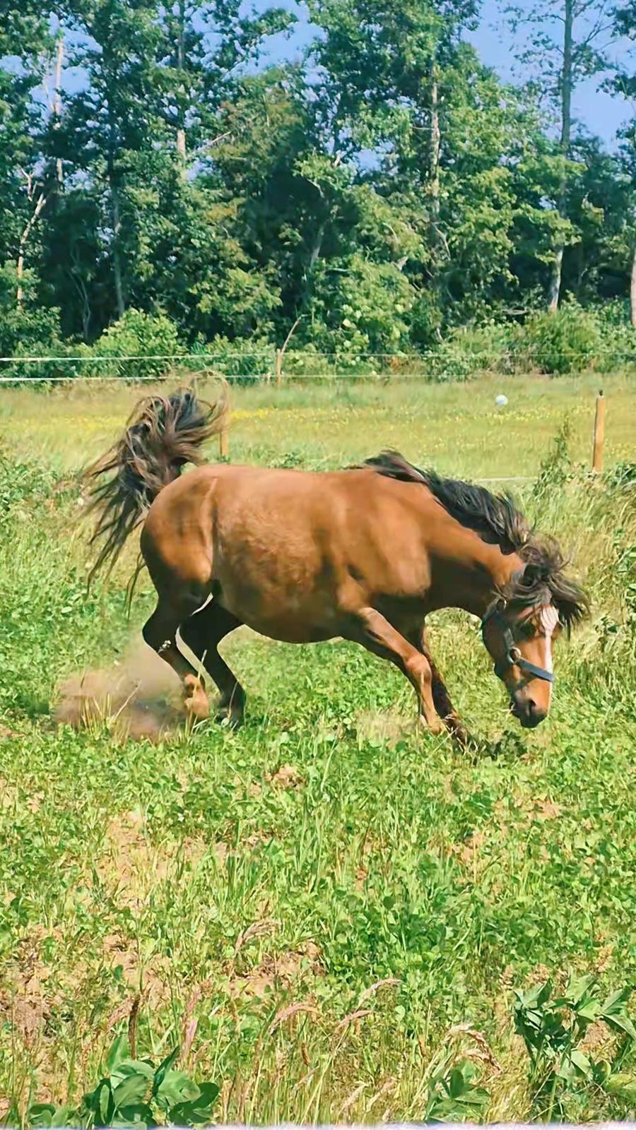Welsh Mountain (sec A) Callunas Lucky Luke | Fighter | [Hjemvendt] billede 27