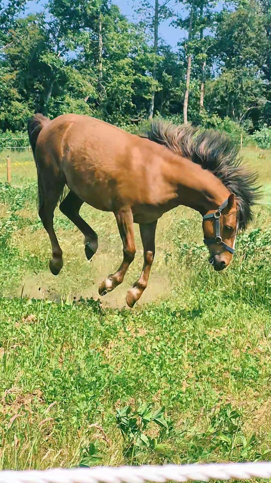 Welsh Mountain (sec A) Callunas Lucky Luke | Fighter | [Hjemvendt] billede 26