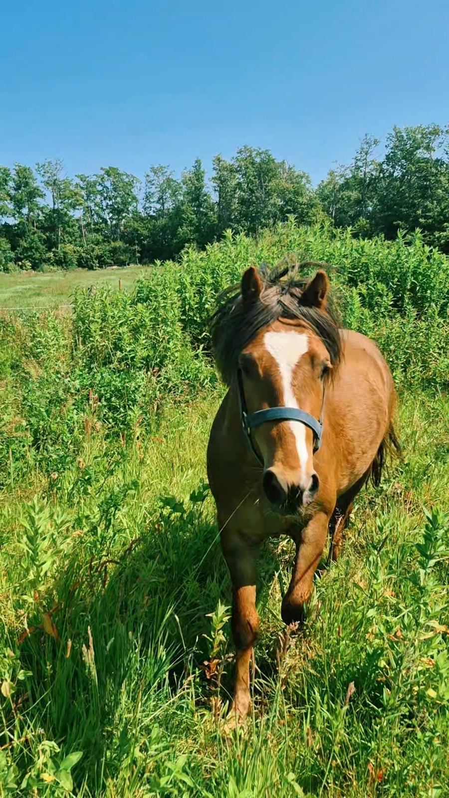 Welsh Mountain (sec A) Callunas Lucky Luke | Fighter | [Hjemvendt] billede 28