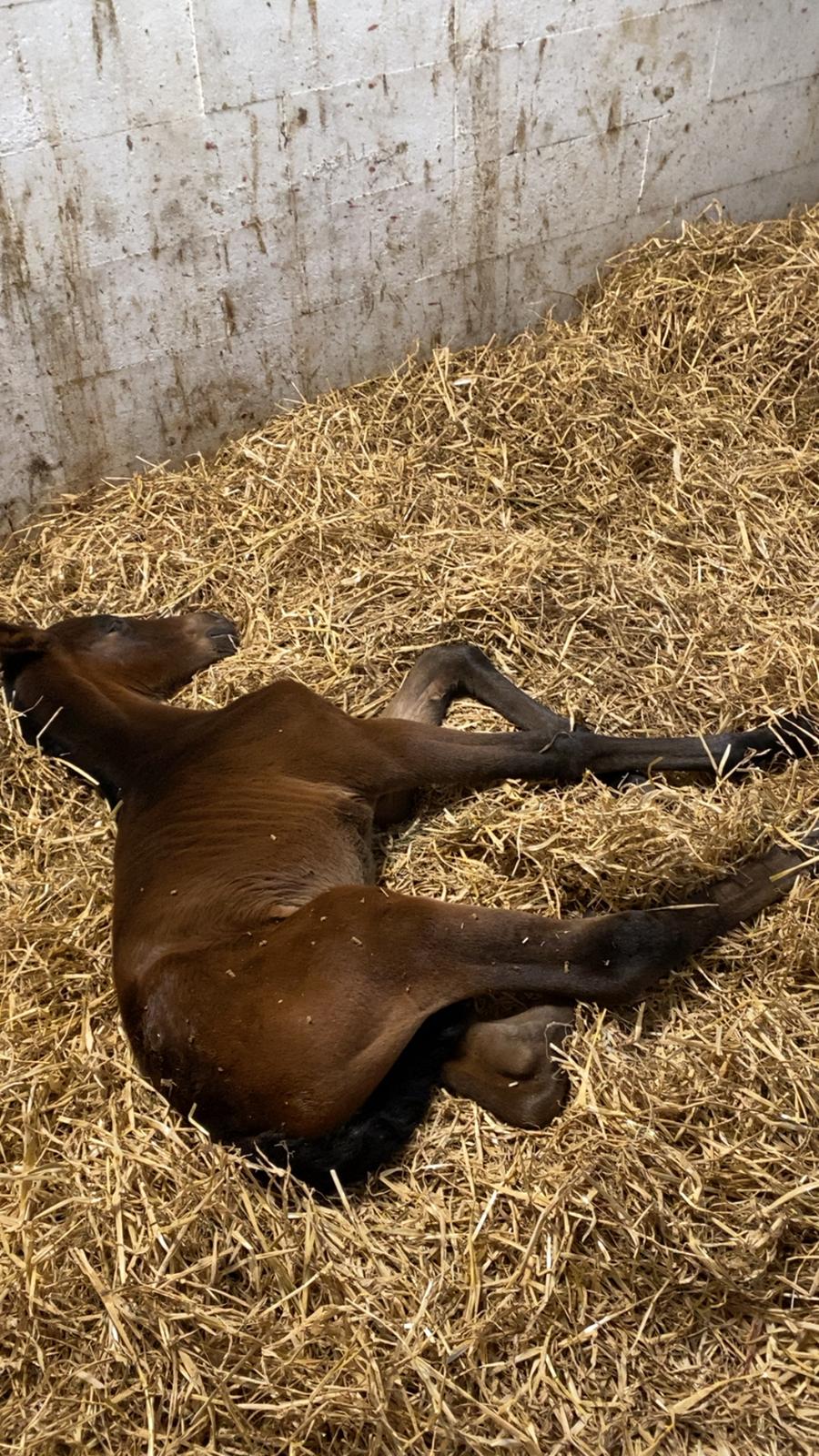 Dansk Varmblod Sølvgårdens Valera - 4. maj 2025 billede 10