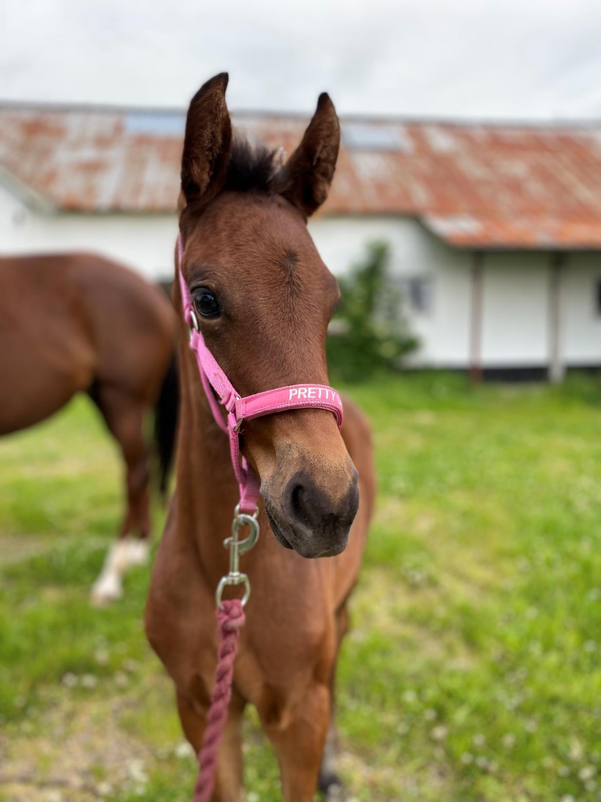 Dansk Varmblod Sølvgårdens Valera - 4. juni 2025 billede 7