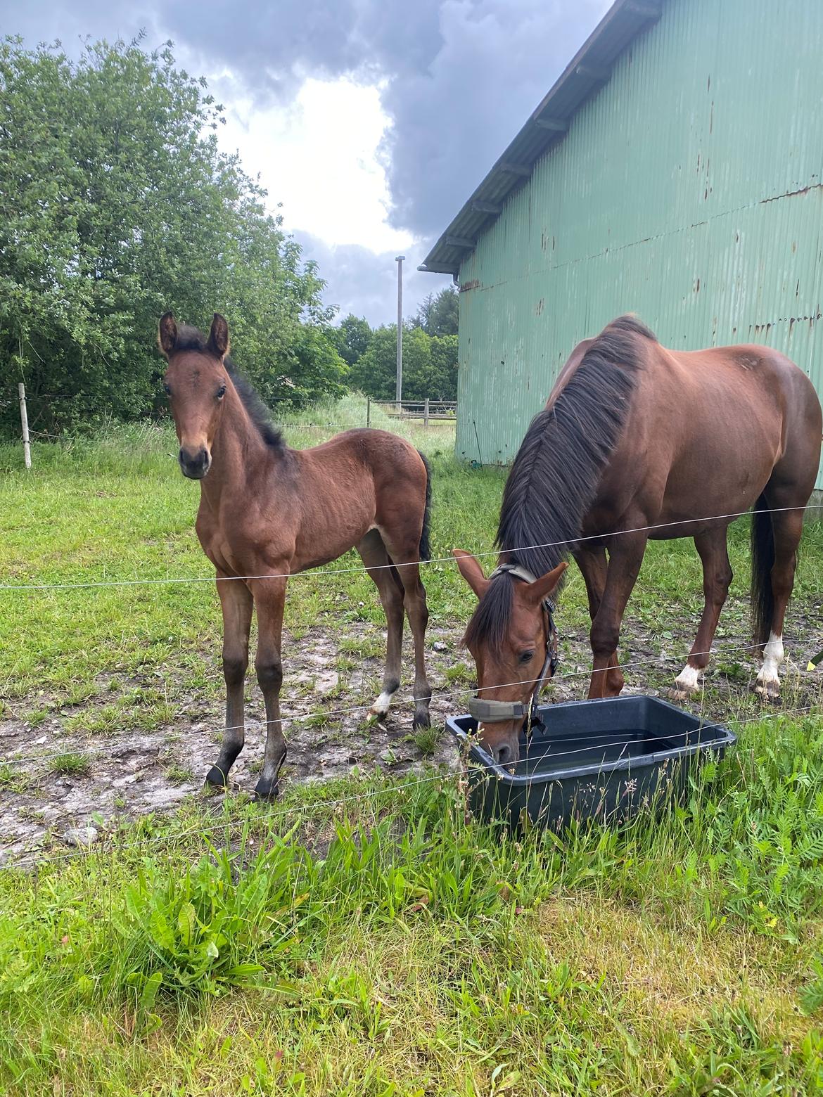 Dansk Varmblod Sølvgårdens Valera - 7. juni 2025 billede 5