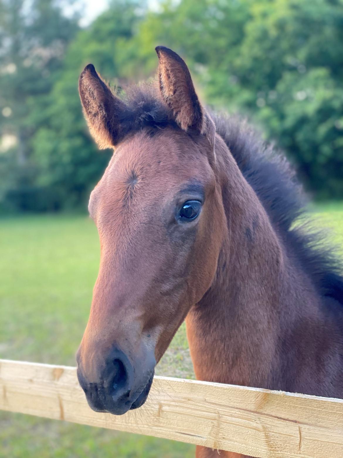 Dansk Varmblod Sølvgårdens Valera - 19. juni 2025 billede 4