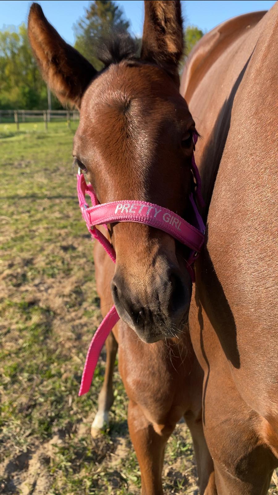 Dansk Varmblod Sølvgårdens Valera - 11. maj 2025 billede 8