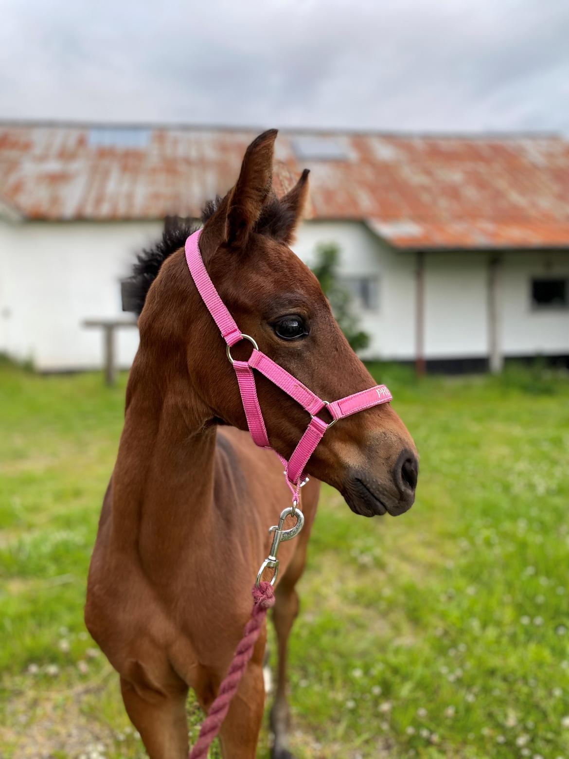 Dansk Varmblod Sølvgårdens Valera - 4. juni 2025 billede 6